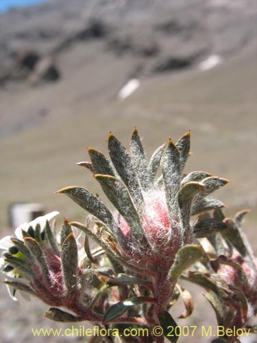 Image of Chaetanthera sp. #02503 (). Click to enlarge parts of image.