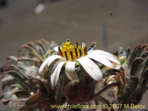 Imágen de Chaetanthera sp. #02503 (). Haga un clic para aumentar parte de imágen.