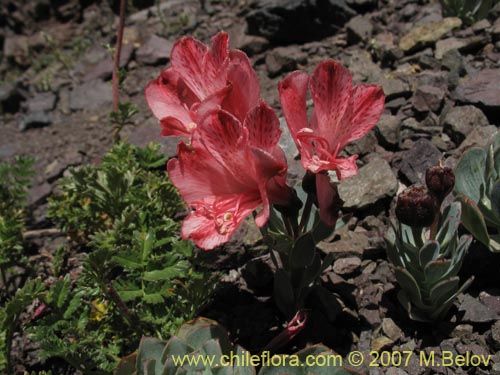 Image of Alstroemeria spathulata (). Click to enlarge parts of image.