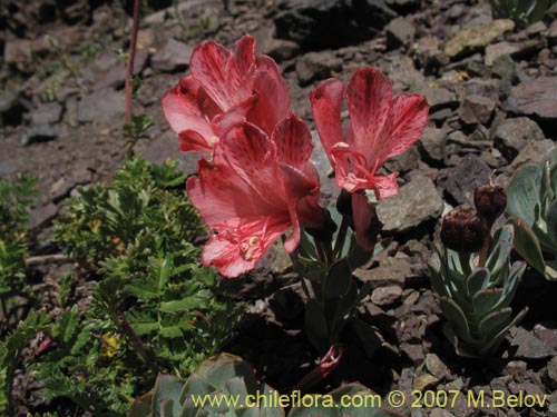 Imágen de Alstroemeria spathulata (). Haga un clic para aumentar parte de imágen.