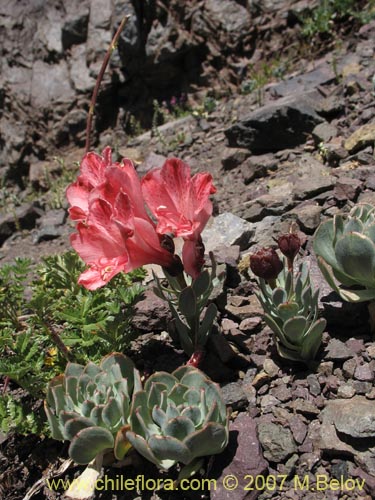 Image of Alstroemeria spathulata (). Click to enlarge parts of image.