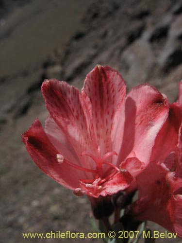 Alstroemeria spathulataの写真