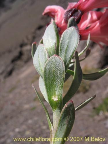 Image of Alstroemeria spathulata (). Click to enlarge parts of image.