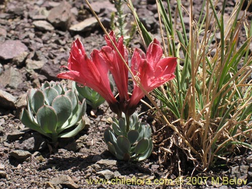 Image of Alstroemeria spathulata (). Click to enlarge parts of image.