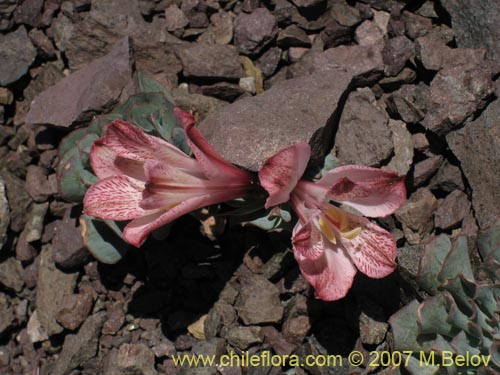 Alstroemeria spathulataの写真