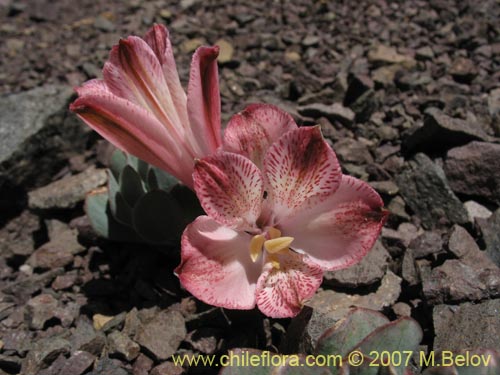 Image of Alstroemeria spathulata (). Click to enlarge parts of image.