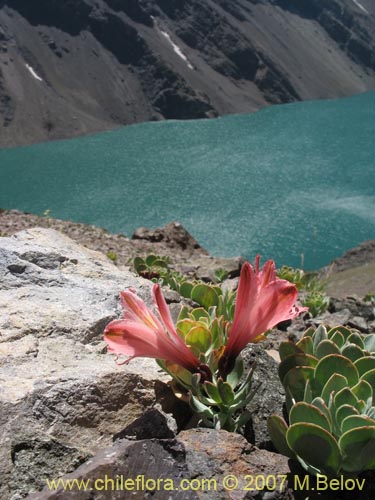 Image of Alstroemeria spathulata (). Click to enlarge parts of image.