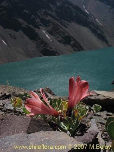 Bild von Alstroemeria spathulata (). Klicken Sie, um den Ausschnitt zu vergrössern.