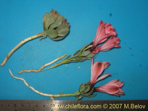 Image of Alstroemeria spathulata (). Click to enlarge parts of image.