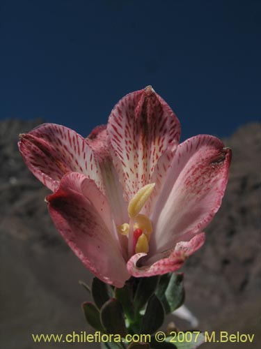 Фотография Alstroemeria spathulata (). Щелкните, чтобы увеличить вырез.