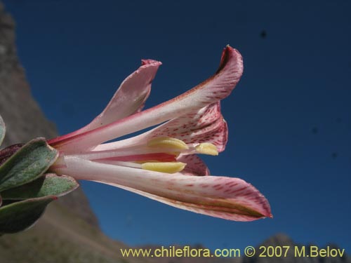 Bild von Alstroemeria spathulata (). Klicken Sie, um den Ausschnitt zu vergrössern.