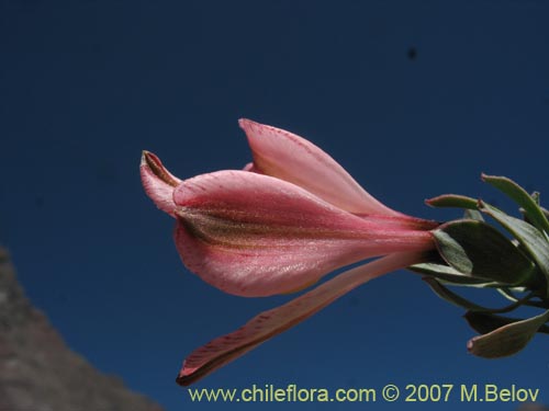 Image of Alstroemeria spathulata (). Click to enlarge parts of image.