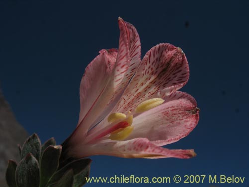 Image of Alstroemeria spathulata (). Click to enlarge parts of image.