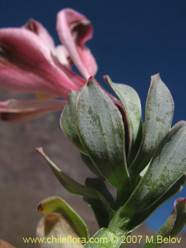 Image of Alstroemeria spathulata (). Click to enlarge parts of image.