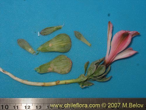 Image of Alstroemeria spathulata (). Click to enlarge parts of image.