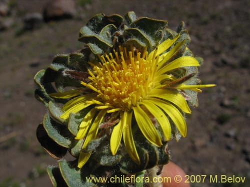 Bild von Chaetanthera spathulifolia (). Klicken Sie, um den Ausschnitt zu vergrössern.