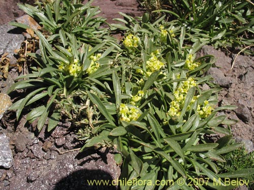 Image of Laretia acaulis (Llareta). Click to enlarge parts of image.