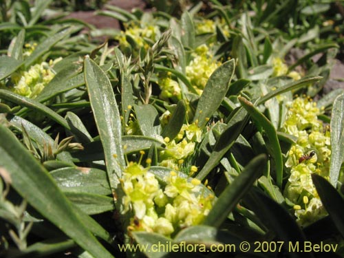 Image of Laretia acaulis (Llareta). Click to enlarge parts of image.