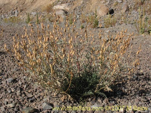 Фотография Astragalus curvicaulis (). Щелкните, чтобы увеличить вырез.