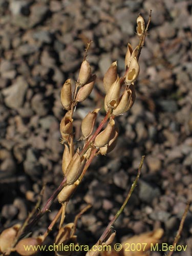 Image of Astragalus curvicaulis (). Click to enlarge parts of image.