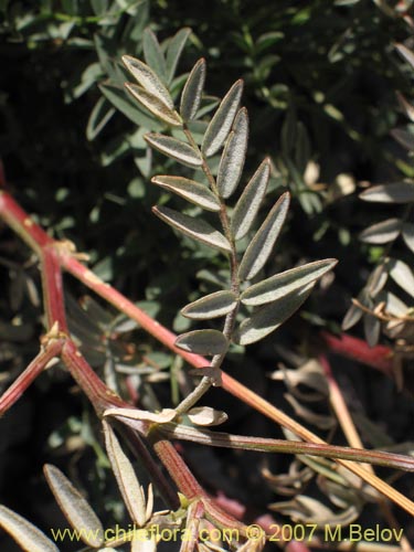 Image of Astragalus curvicaulis (). Click to enlarge parts of image.