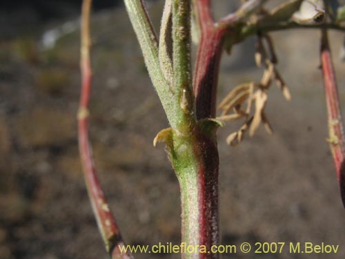 Image of Astragalus curvicaulis (). Click to enlarge parts of image.