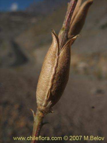 Imágen de Astragalus curvicaulis (). Haga un clic para aumentar parte de imágen.