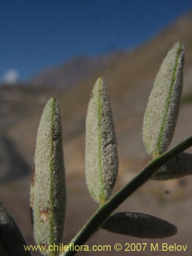 Bild von Astragalus curvicaulis (). Klicken Sie, um den Ausschnitt zu vergrössern.