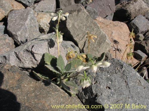 Image of Loasa pallida (Ortiga caballuna blanca). Click to enlarge parts of image.