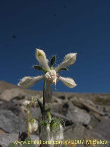 Image of Loasa pallida (Ortiga caballuna blanca). Click to enlarge parts of image.