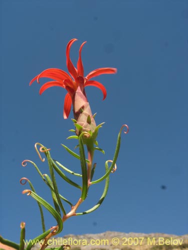 Imágen de Mutisia subulata fma. rosmarinifolia (Hierba del jote / Flor de la granada). Haga un clic para aumentar parte de imágen.