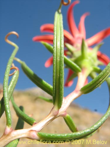 Imágen de Mutisia subulata fma. rosmarinifolia (Hierba del jote / Flor de la granada). Haga un clic para aumentar parte de imágen.