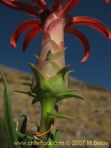 Bild von Mutisia subulata fma. rosmarinifolia (Hierba del jote / Flor de la granada). Klicken Sie, um den Ausschnitt zu vergrössern.