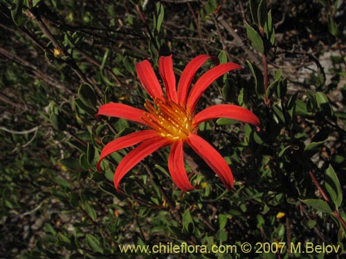 Imágen de Mutisia subulata fma. rosmarinifolia (Hierba del jote / Flor de la granada). Haga un clic para aumentar parte de imágen.