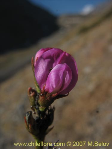 Astragalus curvicaulisの写真