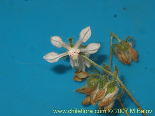 Image of Loasa pallida (Ortiga caballuna blanca). Click to enlarge parts of image.