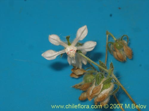 Imágen de Loasa pallida (Ortiga caballuna blanca). Haga un clic para aumentar parte de imágen.