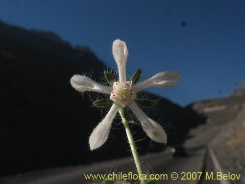 Imágen de Loasa pallida (Ortiga caballuna blanca). Haga un clic para aumentar parte de imágen.