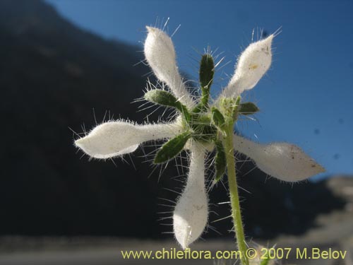 Image of Loasa pallida (Ortiga caballuna blanca). Click to enlarge parts of image.