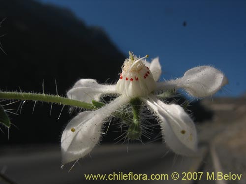 Image of Loasa pallida (Ortiga caballuna blanca). Click to enlarge parts of image.