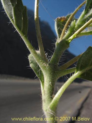 Imágen de Loasa pallida (Ortiga caballuna blanca). Haga un clic para aumentar parte de imágen.