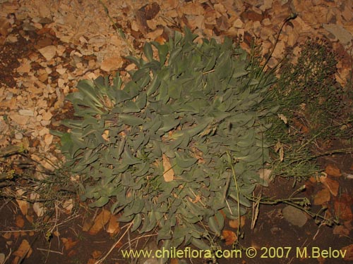 Image of Valeriana sp.   #1383 (). Click to enlarge parts of image.