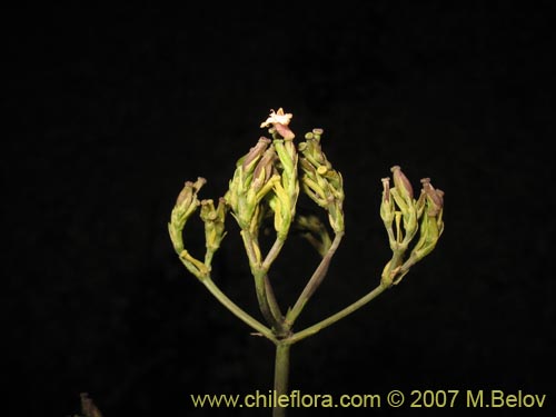 Bild von Valeriana sp. #1383 (). Klicken Sie, um den Ausschnitt zu vergrössern.