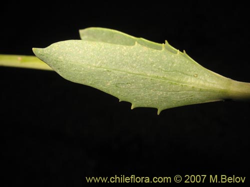 Bild von Valeriana sp. #1383 (). Klicken Sie, um den Ausschnitt zu vergrössern.