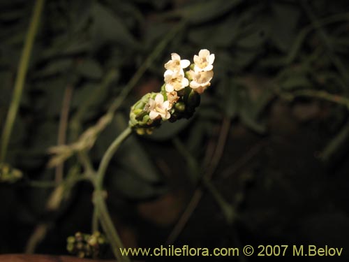 Valeriana sp. #1383의 사진