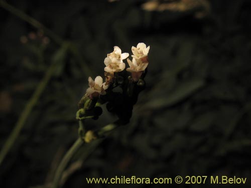 Valeriana sp. #1383의 사진