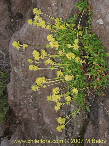 Фотография Valeriana sp. #1384 (). Щелкните, чтобы увеличить вырез.