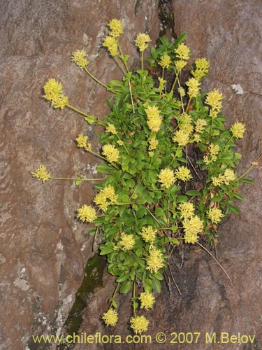 Valeriana sp. #1384의 사진