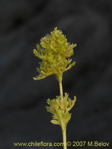 Bild von Valeriana sp. #1384 (). Klicken Sie, um den Ausschnitt zu vergrössern.