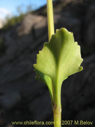 Imágen de Valeriana sp. #1384 (). Haga un clic para aumentar parte de imágen.